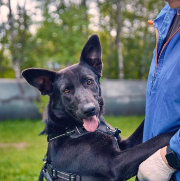 Собаки в добрые руки - Чернушка - 3