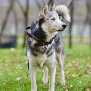 Собаки в добрые руки - Акира