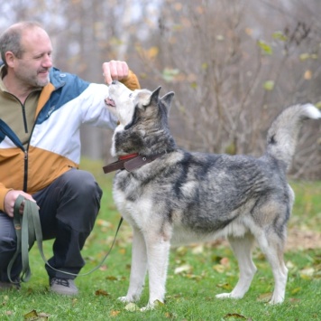 Собаки в добрые руки - Акира - 1