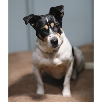 Собаки в добрые руки - Мальта