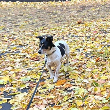 Собаки в добрые руки - Мальта - 1