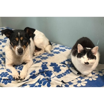 Собаки в добрые руки - Мальта - 2