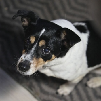 Собаки в добрые руки - Мальта - 3