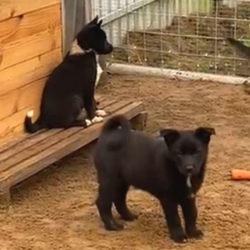 Собаки в добрые руки - Кай - 1