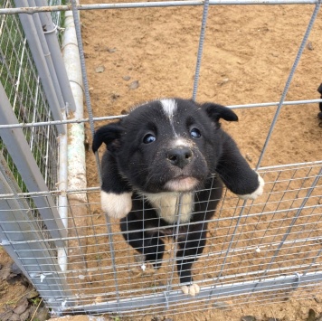 Собаки в добрые руки - Герда