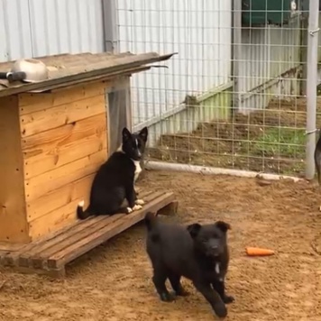 Собаки в добрые руки - Герда - 1