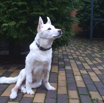 Друг - Собаки в добрые руки