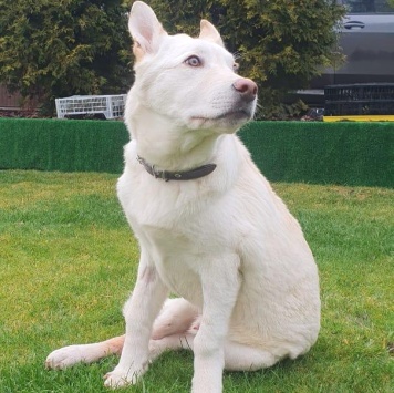 Собаки в добрые руки - Друг - 1