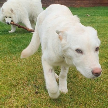 Собаки в добрые руки - Друг - 2