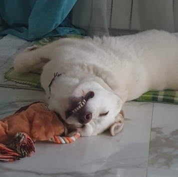 Собаки в добрые руки - Друг - 3