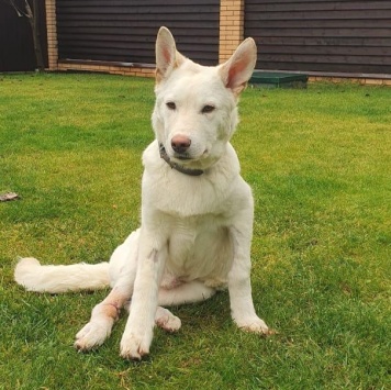 Собаки в добрые руки - Друг - 4