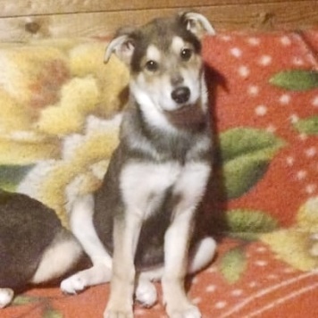 Бруно - Собаки в добрые руки