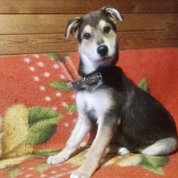 Собаки в добрые руки - Бруно - 1