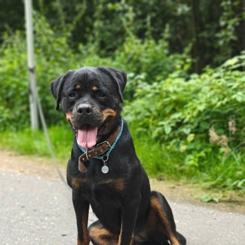 Собаки в добрые руки - Терра