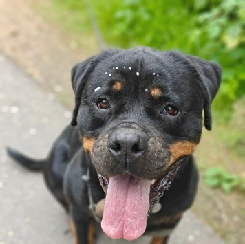 Собаки в добрые руки - Терра - 1