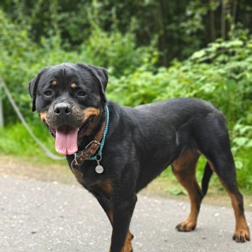 Собаки в добрые руки - Терра - 2