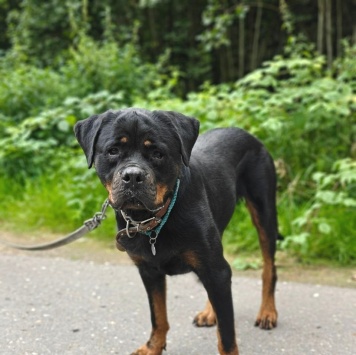 Собаки в добрые руки - Терра - 3