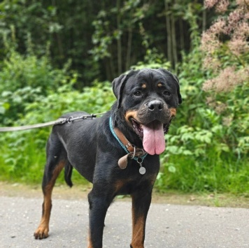 Собаки в добрые руки - Терра - 4