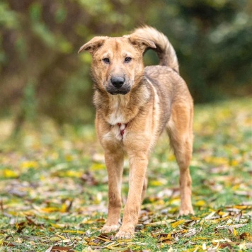 Чуня - Собаки в добрые руки