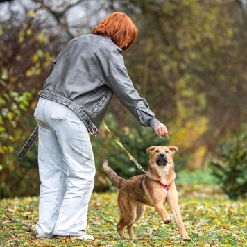 Собаки в добрые руки - Чуня - 2