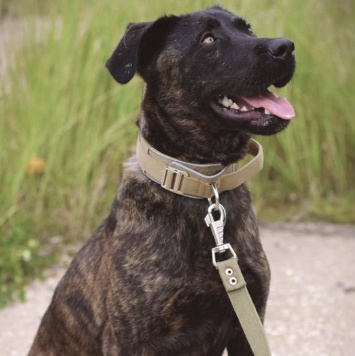 Собаки в добрые руки - Шанс