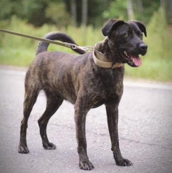 Собаки в добрые руки - Шанс - 1