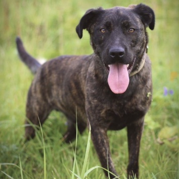 Собаки в добрые руки - Шанс - 2