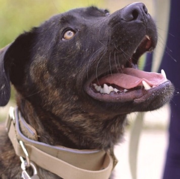 Собаки в добрые руки - Шанс - 3