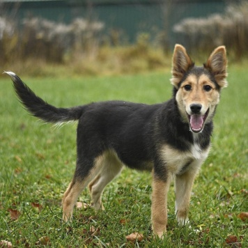 Собаки в добрые руки - Альфа