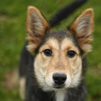 Собаки в добрые руки - Альфа - 1