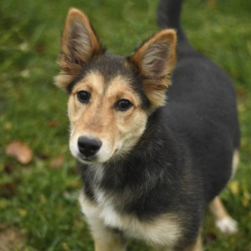 Собаки в добрые руки - Альфа - 2