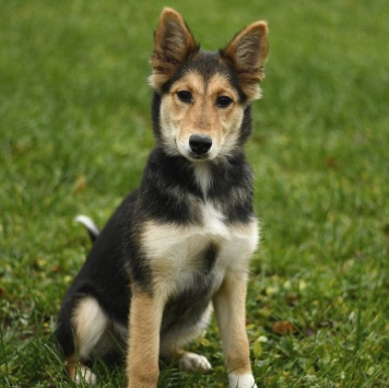 Собаки в добрые руки - Альфа - 3