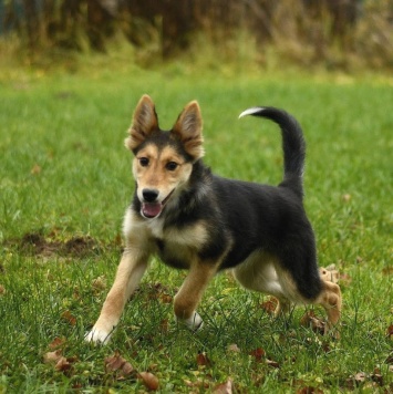 Собаки в добрые руки - Альфа - 4
