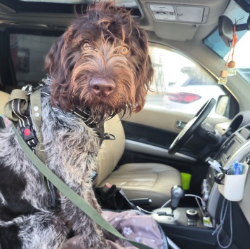 Собаки в добрые руки - Федор - 1