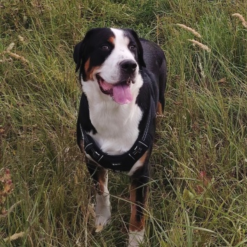 Собаки в добрые руки - Джек