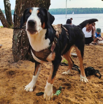 Собаки в добрые руки - Джек - 1