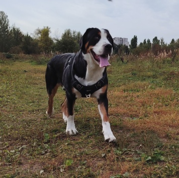 Собаки в добрые руки - Джек - 2