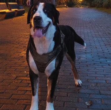 Собаки в добрые руки - Джек - 3