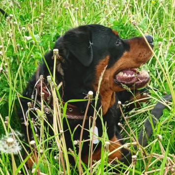 Собаки в добрые руки - Мускат - 1