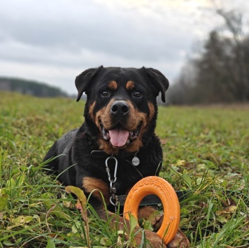 Собаки в добрые руки - Мускат - 2