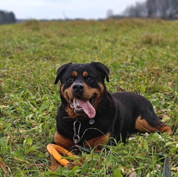 Собаки в добрые руки - Мускат - 3