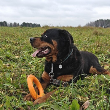 Собаки в добрые руки - Мускат - 4