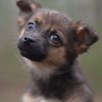 Собаки в добрые руки - Щенки