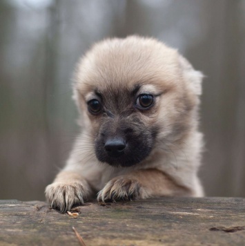 Собаки в добрые руки - Щенки - 1