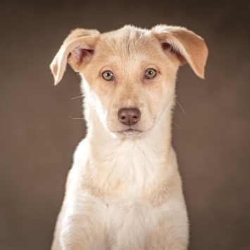 Собаки в добрые руки - Мейбл