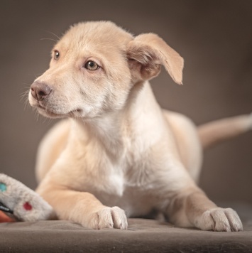 Собаки в добрые руки - Мейбл - 1
