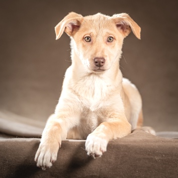 Собаки в добрые руки - Мейбл - 2