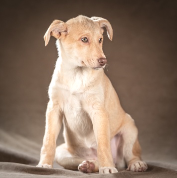 Собаки в добрые руки - Мейбл - 3