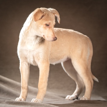 Собаки в добрые руки - Мейбл - 4