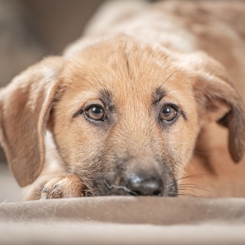 Собаки в добрые руки - Мачо